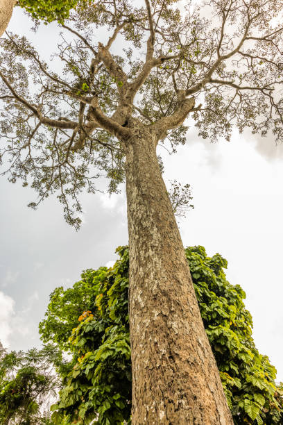 Iroko Tree Canopy