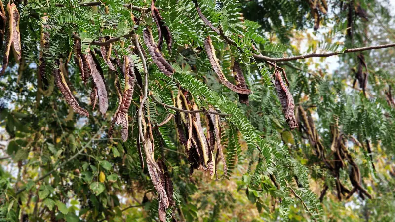 Locust Bean Tree Foliage