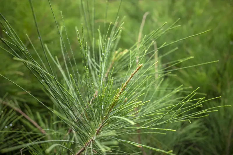 Whistling Pine needles